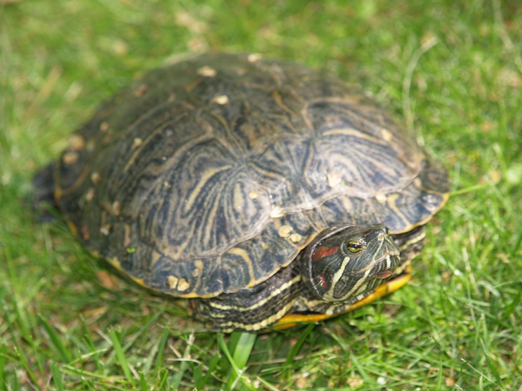 Central Park turtle