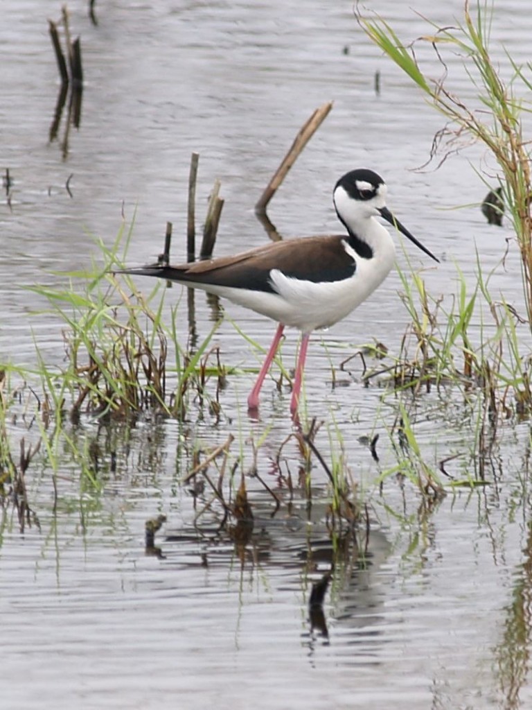 Black-necked Stilt, Santa Ana National Wildlife Refuge, Weslaco, Texas, USA, December 29, 2008