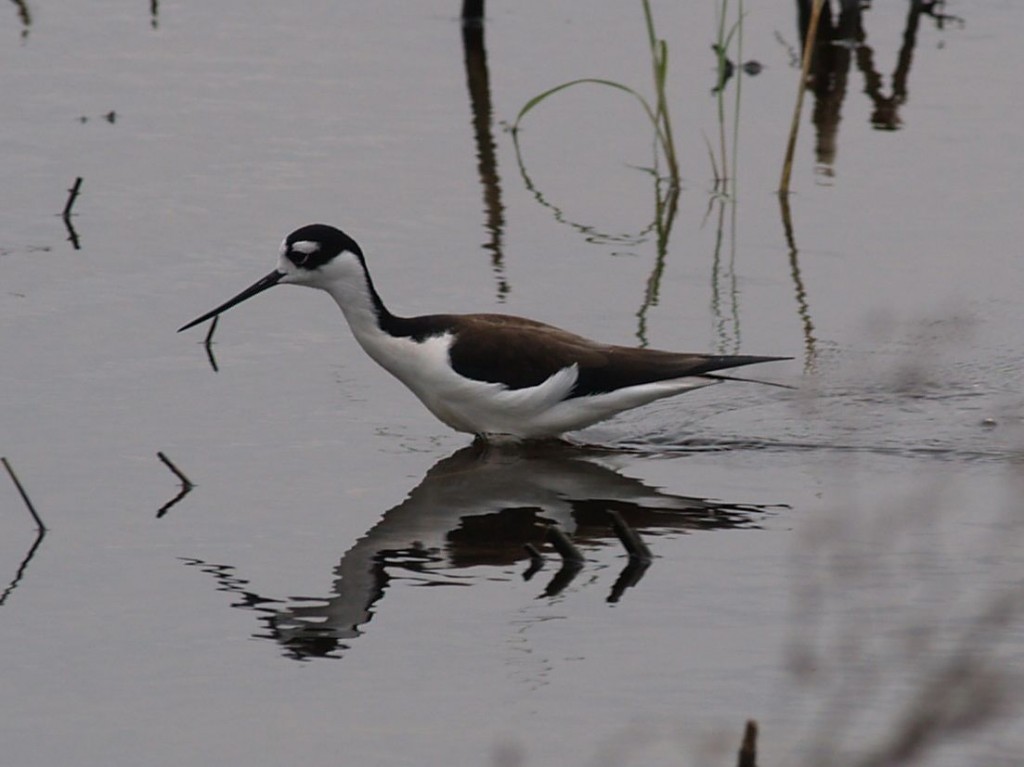 Black-necked Stilt, Santa Ana National Wildlife Refuge, Weslaco, Texas, USA, December 29, 2008