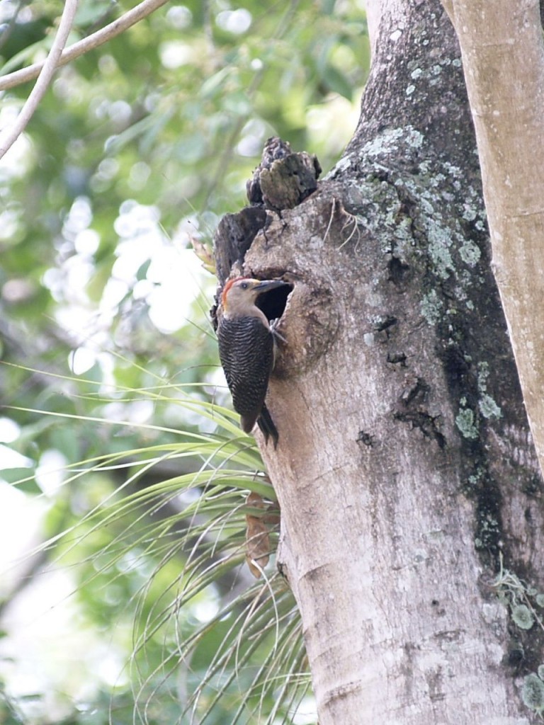 Golden-fronted Woodpecker, Copán Ruinas, Copán Department of western Honduras, Honduras, May 26, 2008