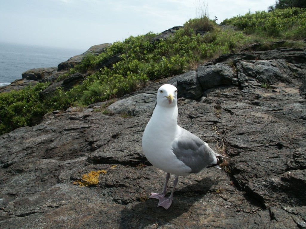 Herring Gull, Monhegan Island, Maine, USA, July 29, 2002