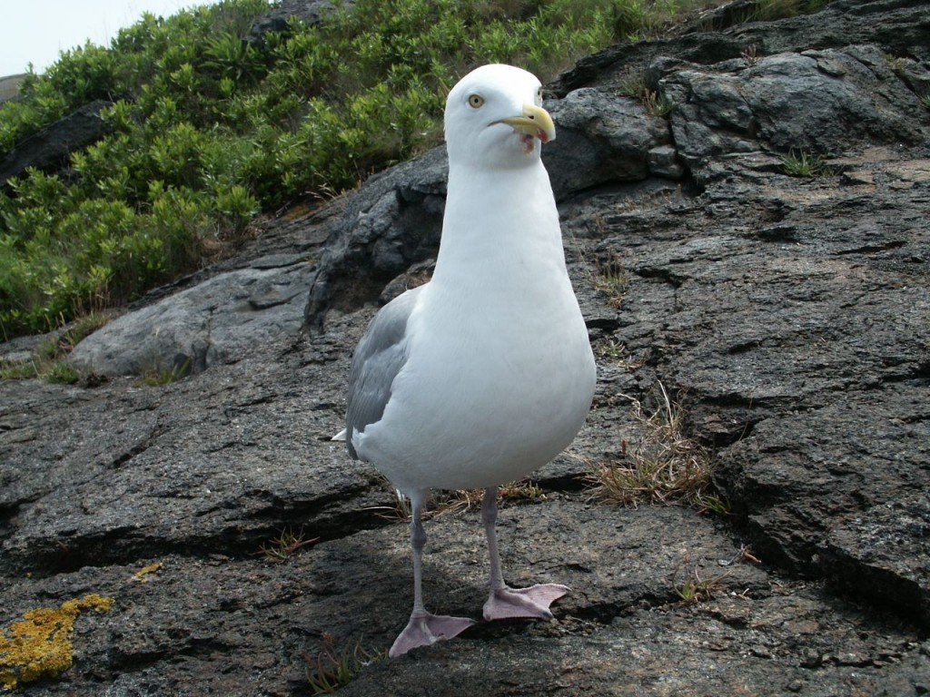 Herring Gull, Monhegan Island, Maine, USA, July 29, 2002