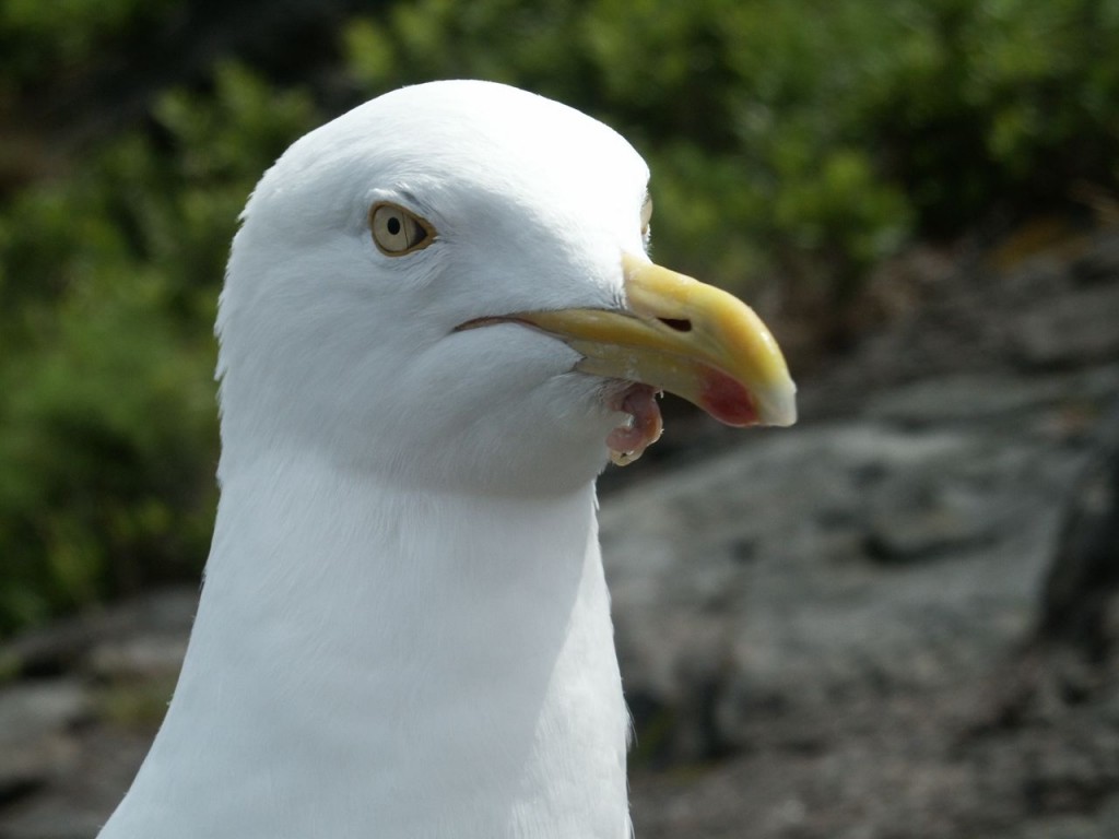 Herring Gull, Monhegan Island, Maine, USA, July 29, 2002