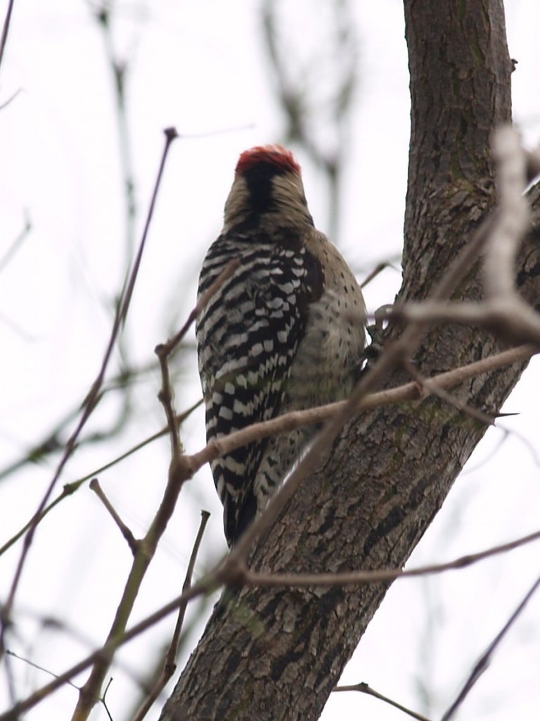 Ladder-backed Woodpecker (male), Santa Ana National Wildlife Refuge, Weslaco, Texas, USA, December 29, 2008