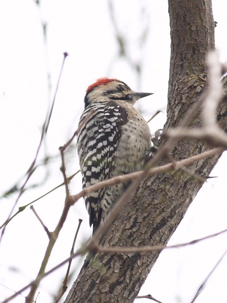 Ladder-backed Woodpecker (male), Santa Ana National Wildlife Refuge, Weslaco, Texas, USA, December 29, 2008