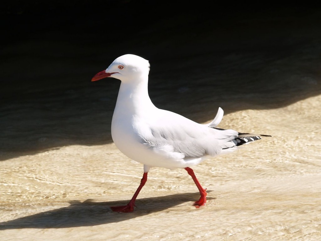 Silver Gull, Wilson's Promontory National Park, Victoria, Australia, October 2, 2010