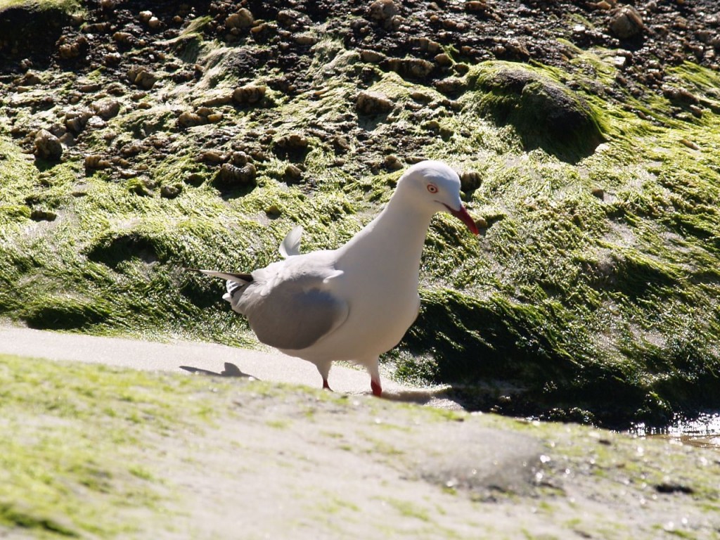 Silver Gull, Wilson's Promontory National Park, Victoria, Australia, October 2, 2010