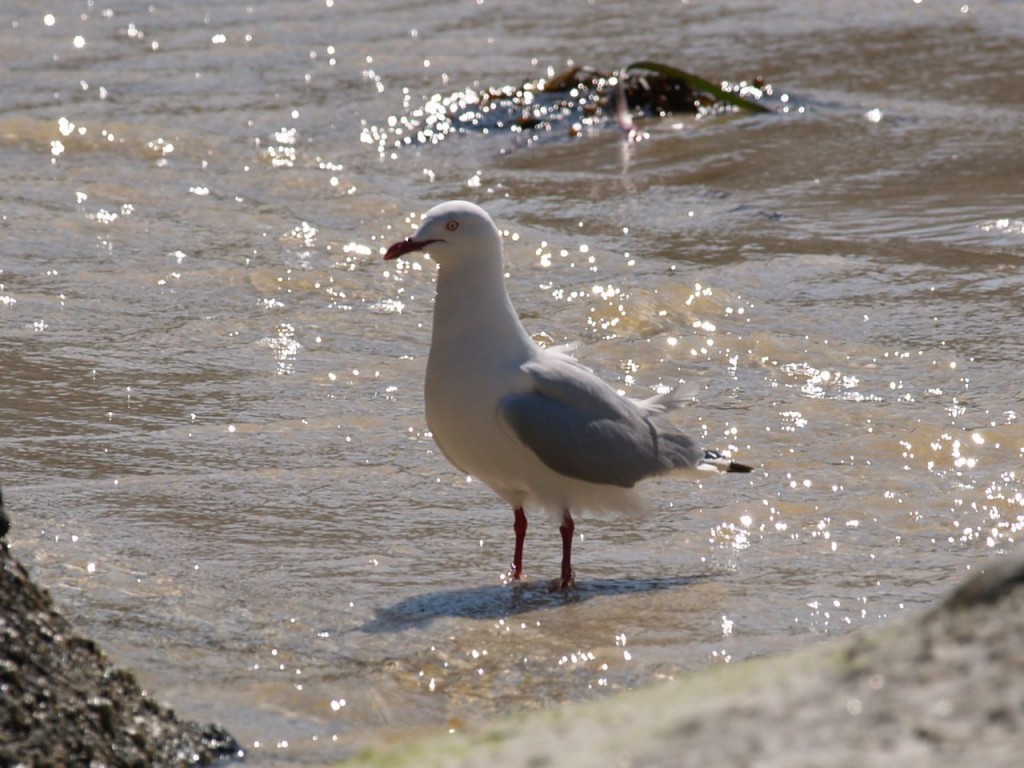 Silver Gull, Wilson's Promontory National Park, Victoria, Australia, October 2, 2010