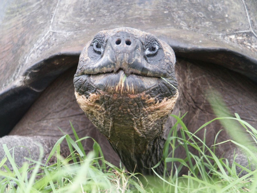 Galapagos giant tortoise – Geeky Girl Engineer