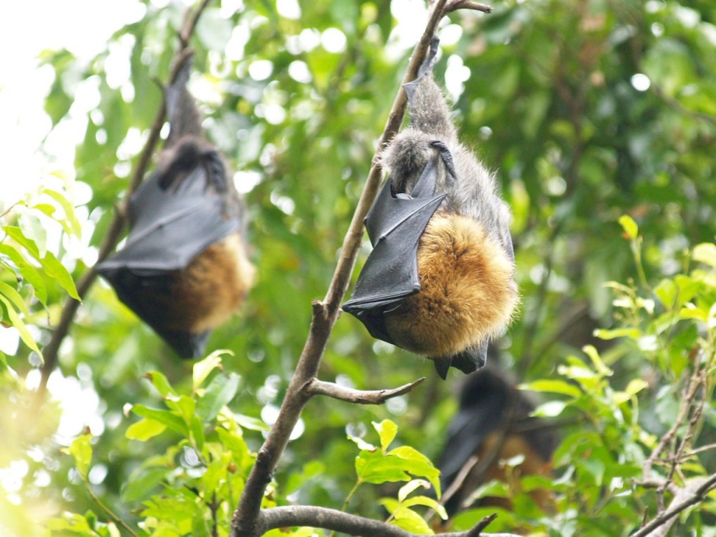 Flying Foxes – Geeky Girl Engineer