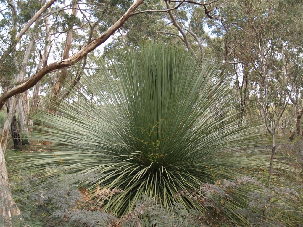 Yacca plant – Geeky Girl Engineer