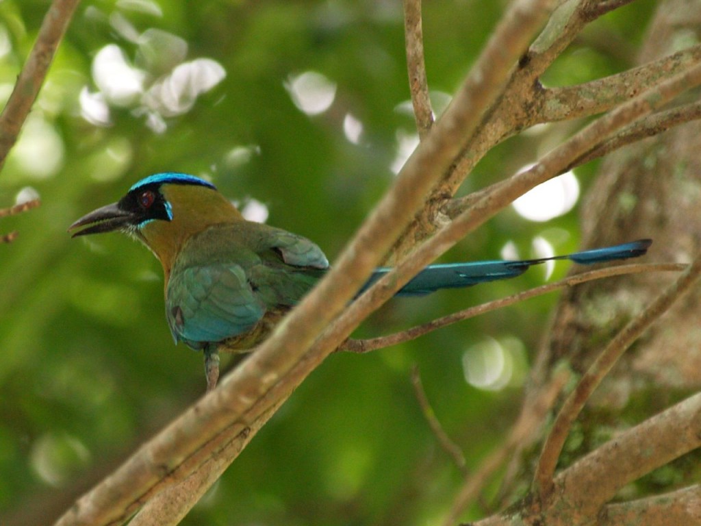 Blue-Crowned Motmot – Geeky Girl Engineer