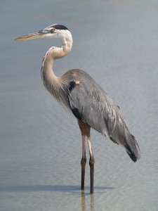 Great Blue Heron – Geeky Girl Engineer